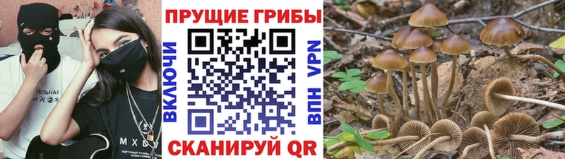 Купить  Рошаль  Псилоцибиновые грибы GOLDEN TEACHER 